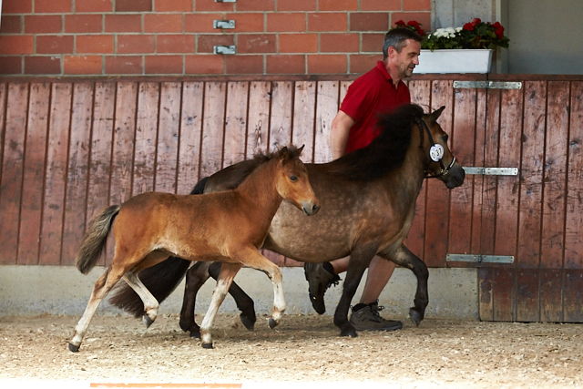 Fritzi aus dem Spessart das Siegerhengstfohlen bei den Deutschen Partbred Shetlands