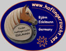 haflinger edelmann