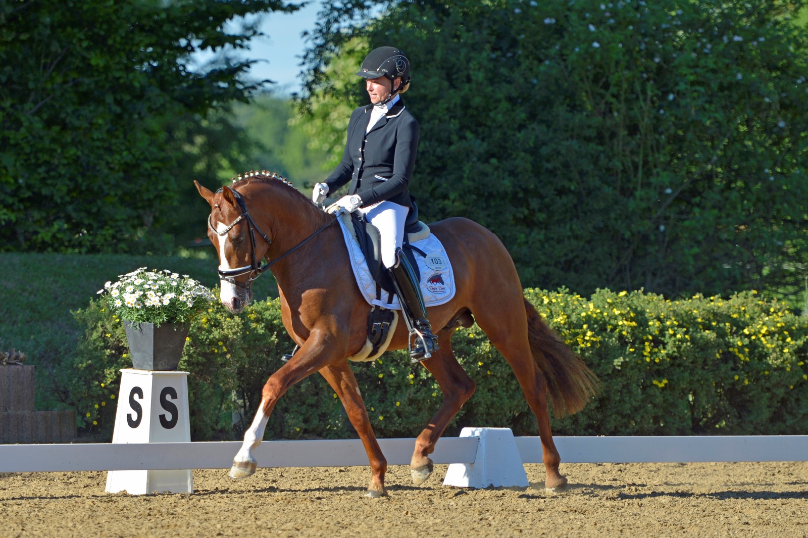 cosmo royale siegt mit danica duen in der pony reitpferdepruefung
