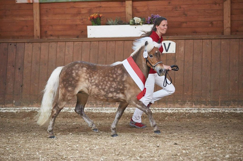 pinovaausdemspessart2017 alsfeldponystutbuch jhecker