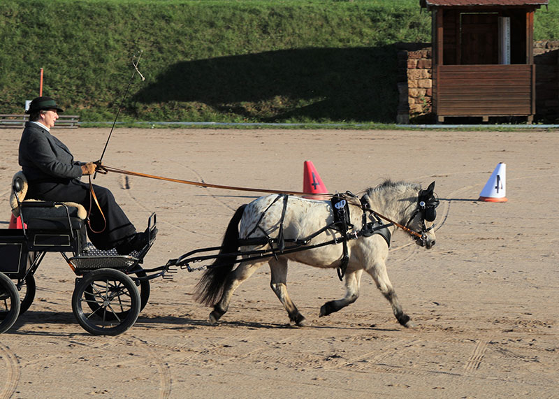 Axiomas Bite Me mit ihrer Fahrerin Heike Luckhardt hatte bei den Ponystuten die Nase klar vorne
