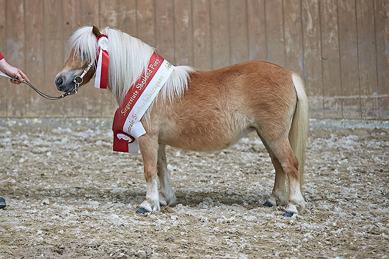 Mathilda aus dem Rehbachtal Siegerstute Shetland Pony