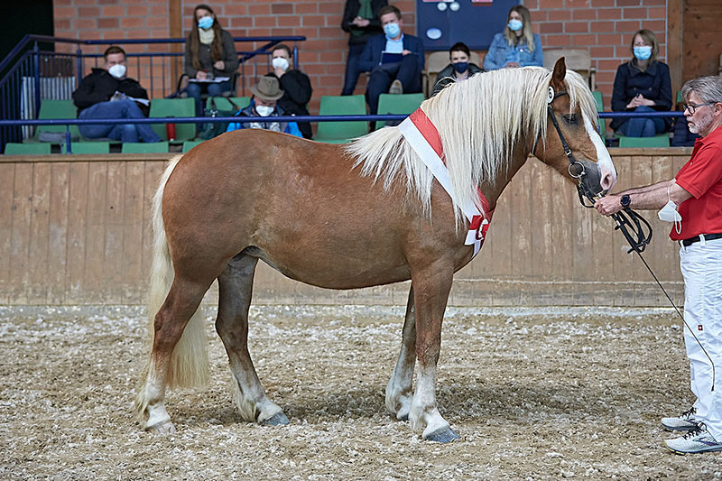 Die Schwarzwälder Stute Malea erreichte die höchste Gesamtnote auf der Stutbucheintragung Alsfeld 2021 Foto Joachim Hecker