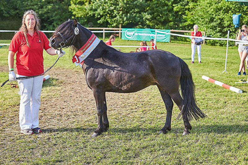 Katzmanns Whoopie war beste Dartmoor Stute auf der Eliteschau Alsfeld und später sogar Bundesreservesiegerin in Bad Harzburg Foto Joachim Hecker