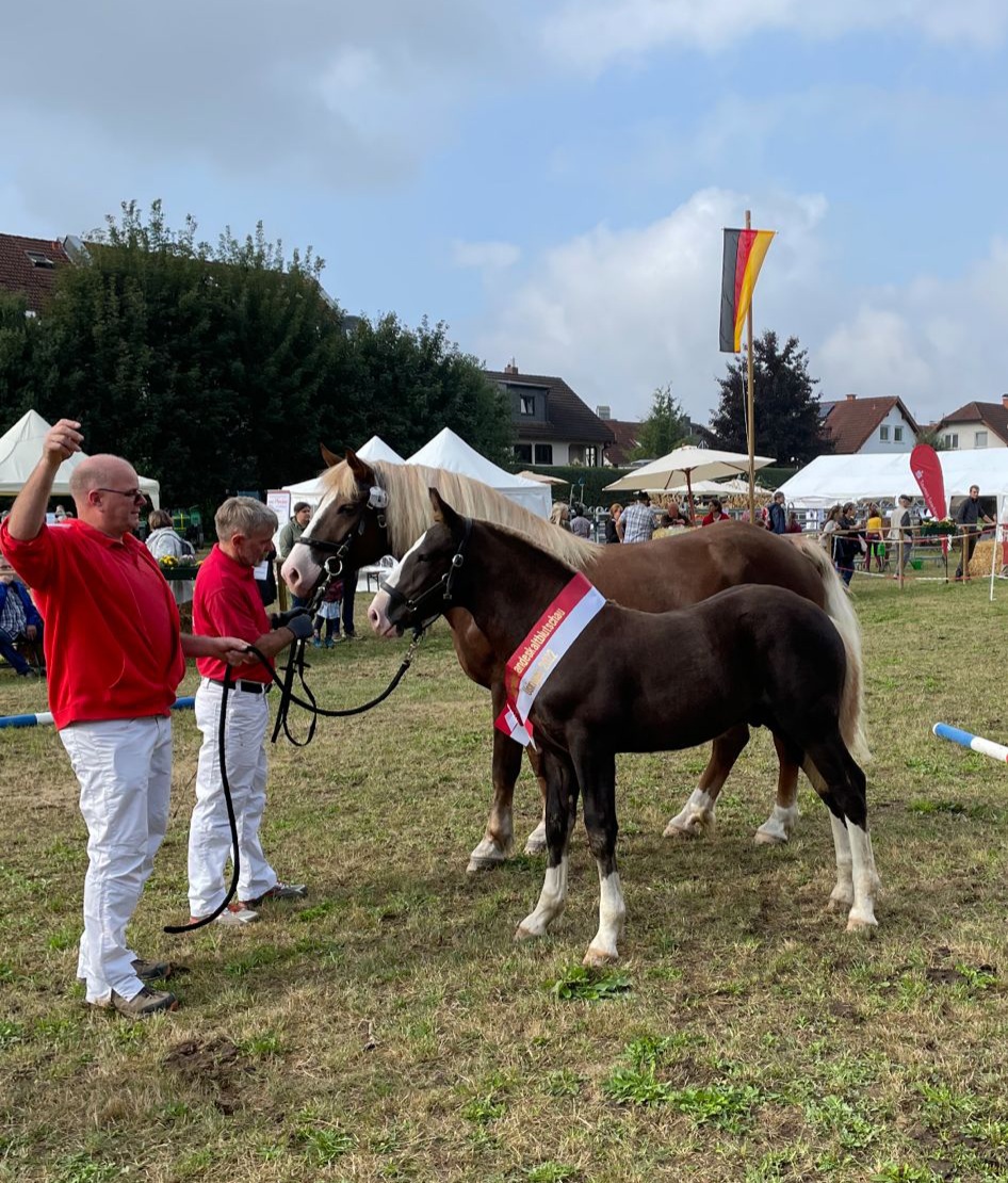 Schwarzwälder Siegerfohlen Muraco mit Mutter Waleria und Züchter Frank Schmidt Foto Stefan Schwarz