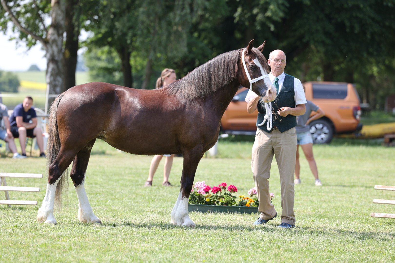 Welsh Cob Champion und Tagesreservesieger