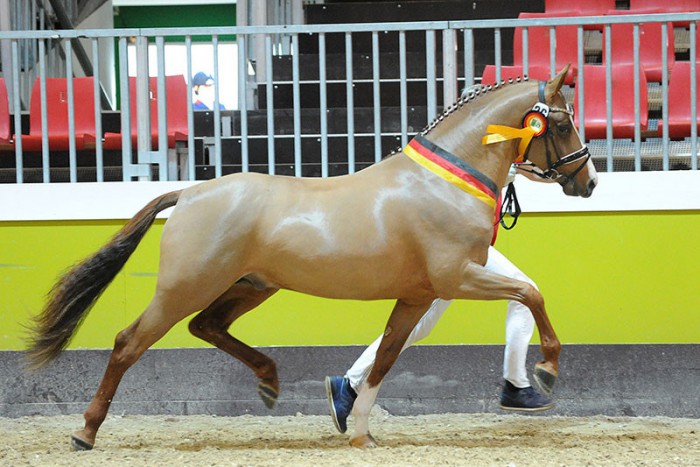 Cosmo Royale Bundessieger der Deutschen Reitponys- Junghengste