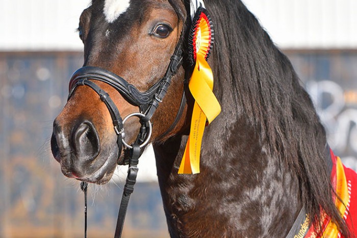 Kopfstudie-Friedrichshof-Hot-Twix