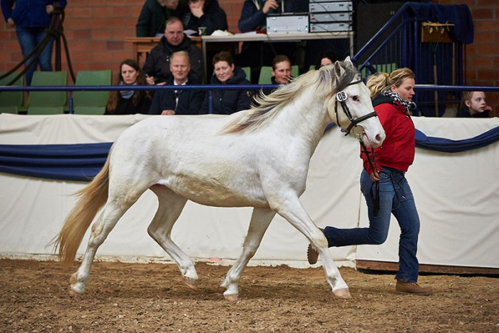 Criollohengst Siquito, Foto: Joachim Hecker