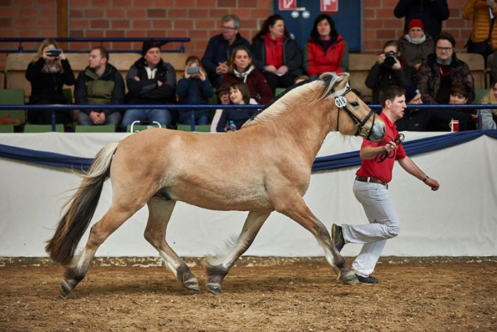 Reservesieger Venlo, Foto: Joachim Hecker