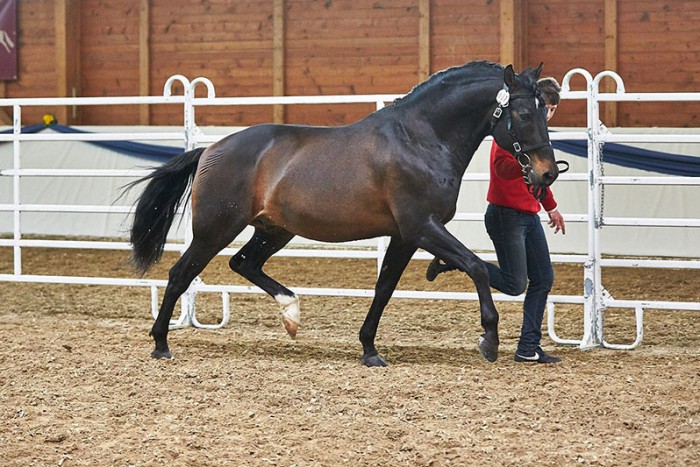 Viegas, Foto: Joachim Hecker