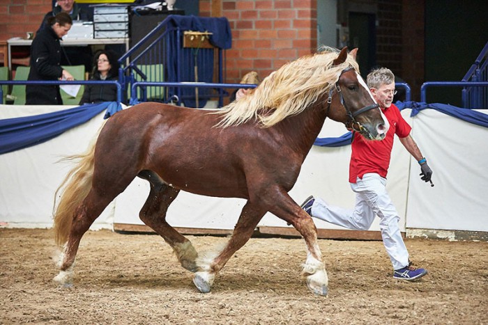 Der zur Eintragung vorgestellte Rubinstein (Schwarzwälder Kaltblut) erhielt mit 8,3 die Tageshöchstnote, Foto: Joachim Hecker