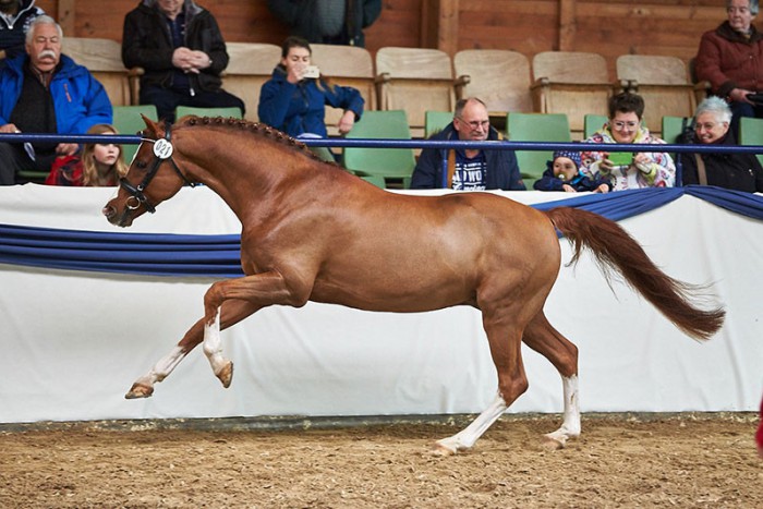 Venustas Crazy Boy, Foto: Joachim Hecker