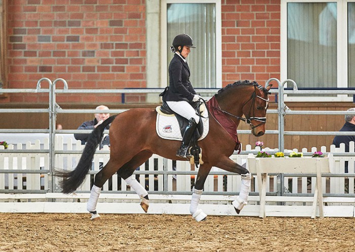 Laura Murcz präsentierte den Körungssieger Waldzauber vom Gestüt Duen