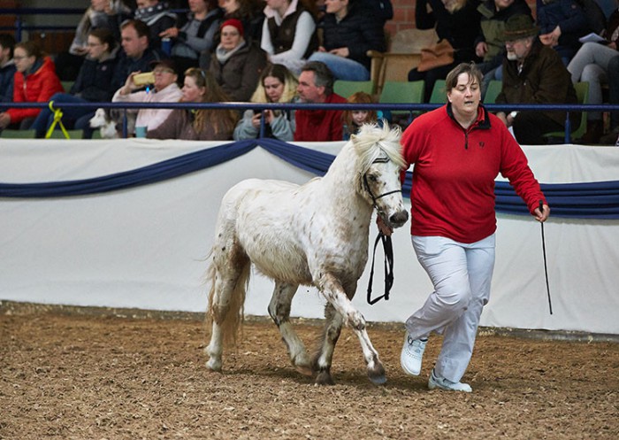 Sylvia Lohmann präsentierte ihren Mister Hotspot v.d. Beekseweg sowie zwei Fohlen aus seinem ersten Jahrgang in Hessen