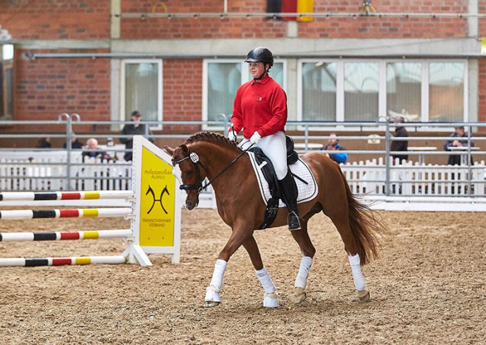 Venustas Crazy Boy mit  seiner Reiterin Diana Harm