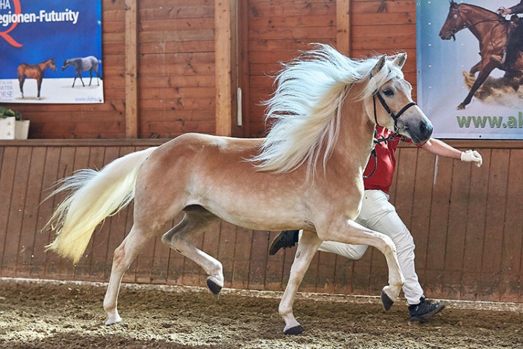 Bijou erhielt mit der WN 8,4 die Tageshöchstnote