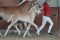 Ace of Hearts - Siegerhengstfohlen Haflinger