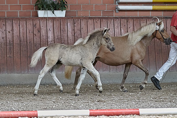 Best Captain vom Schedetal - Siegerfohlen Deutsches Classic Pony