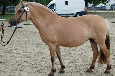 Abigail, Bundesprämienstute