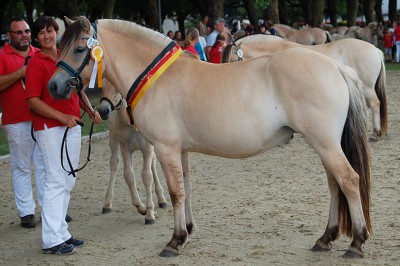 Den Reservesiegertitel holte Helin ins hessische Reichelsheim