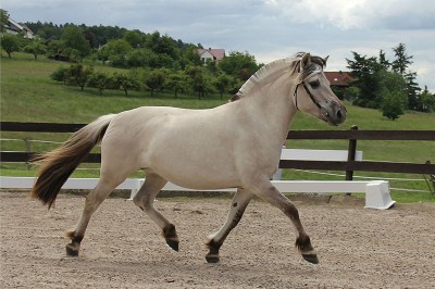 Jebona, Bundesprämienstute
