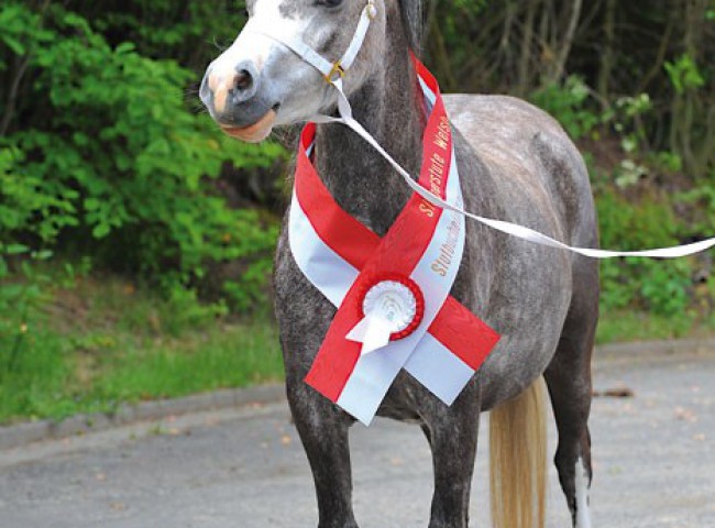 Praemienstute-Dyfwg-Rhona-Foto_Conny-Schoenewald