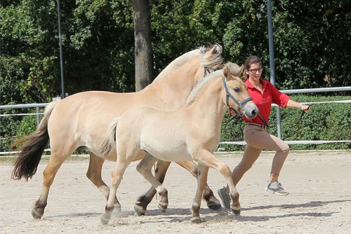 1b Kahlua v. Kjartan BPrH