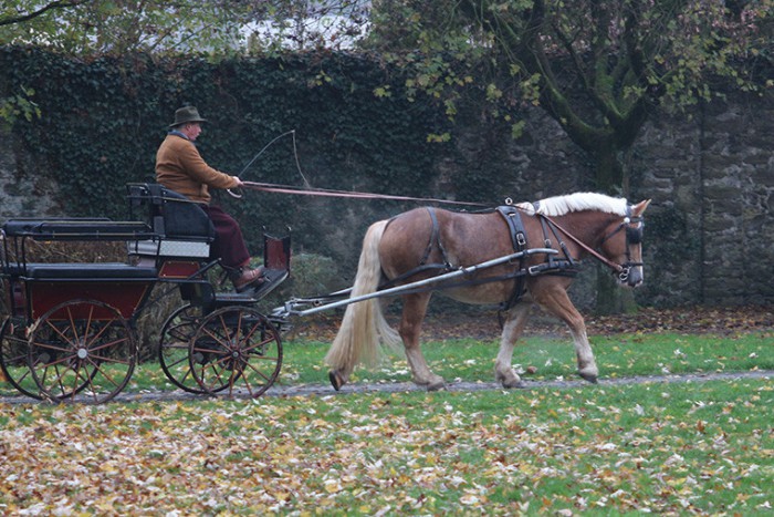 Die Rheinisch deutsche Kaltblutstute Rosalie hatte bei den Kaltblütern die Nase vorn. Hier mit Testfahrer Andreas Müller