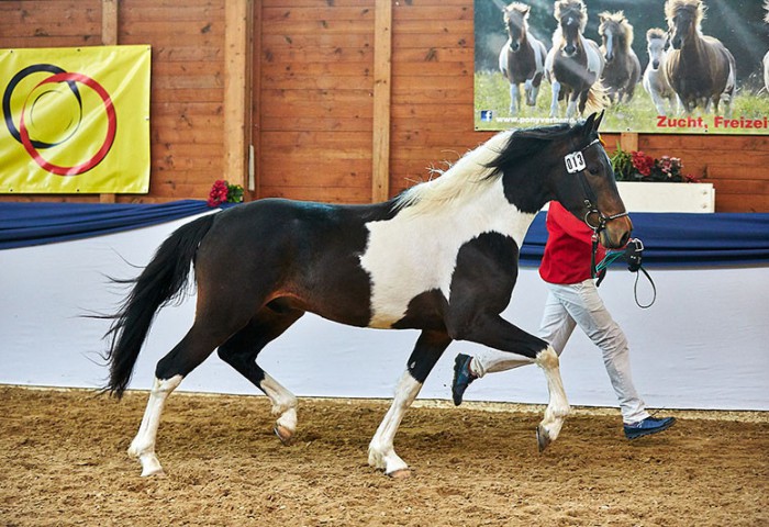 Elias vom Kreiswald (Mangalarga Marchador)