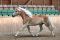 Haflinger Stute Schenna