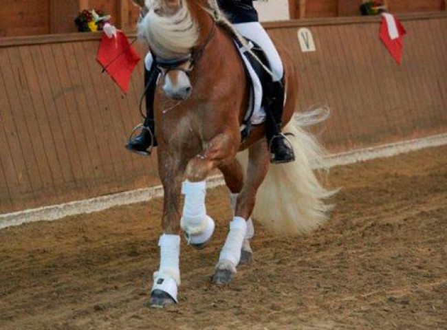 Allgaier-mit-Nicole-Sticel-in-ausdrucksvoller-Galoppstudie