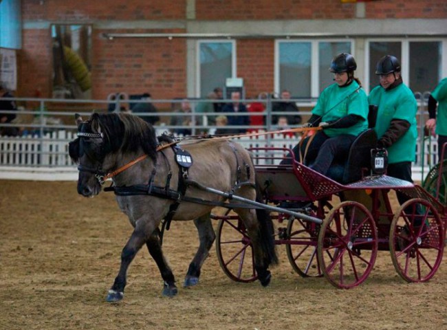Fantast-vom-Köhlerberg-gefahren-von-Katja-Seiler