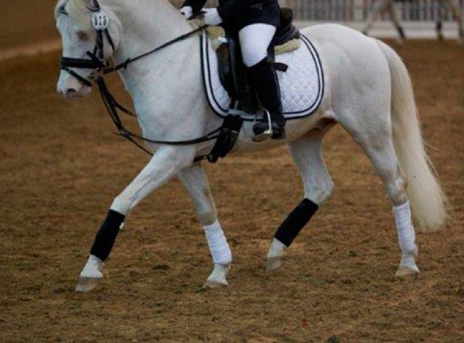 Folsario-de-Color-bewies-seinen-tollen-Charakter-unter-der-achtjährigen-Leonie-Bergmann