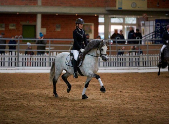 Pr.H.-Santiago-und-Johanna-Ochse-eröffneten-die-Schau-der-Hengste