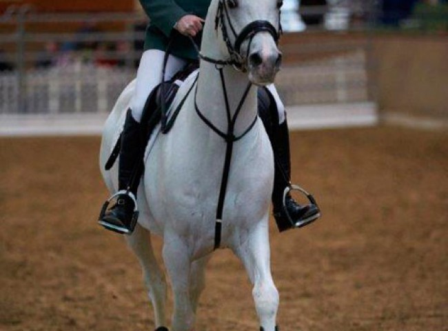 Vollblutaraber-Pr.H.-Al-Ashar-ox-unter-der--Auszubildenden-Jaqueline-Müller-aus-dem-Landgestüt-Dillenburg