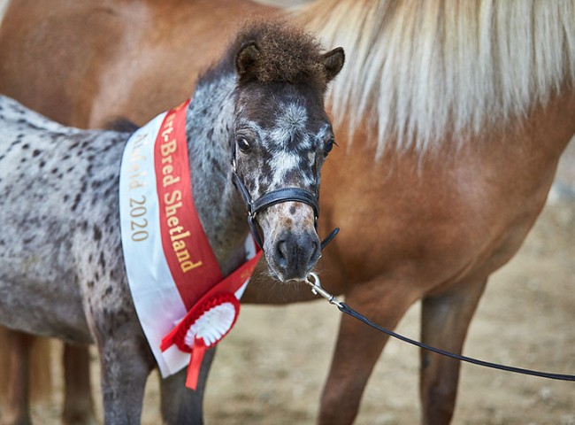 Floris aus dem Spessart Kopfstudie