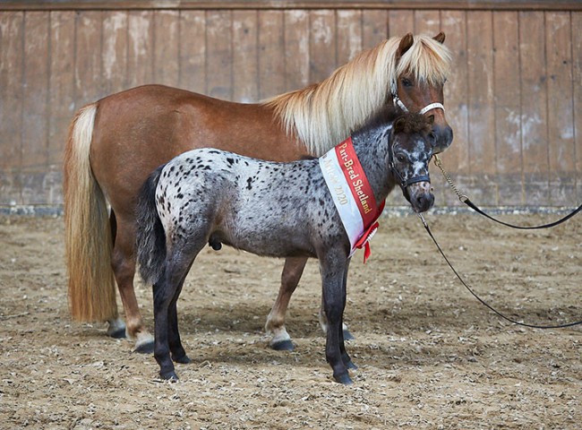 Floris aus dem Spessart