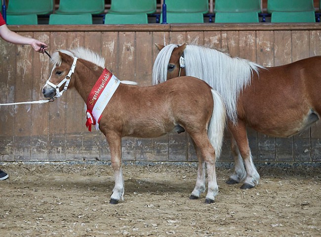 Gino aus dem Westerwald- Siegerhengstfohlen Shetland