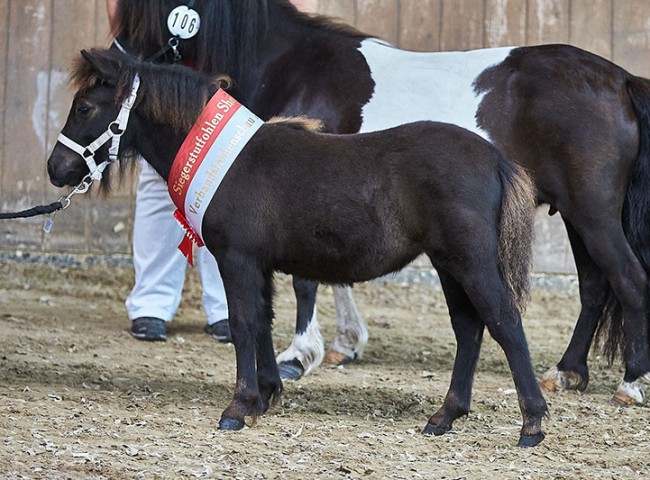 Judy B Siegerstutfohlen Shetland