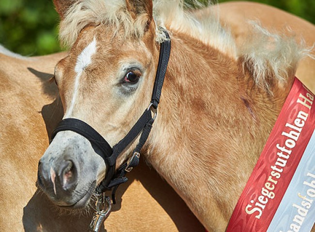 Kopfstudie Siegerstutfohlen Haflinger