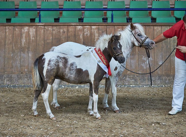 Lendorfs Mystery- Sieherhengstfohlen Dt. Part-Bred Shetland Pony