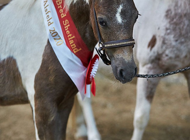 Lendorfs Mystery Kopfstudie