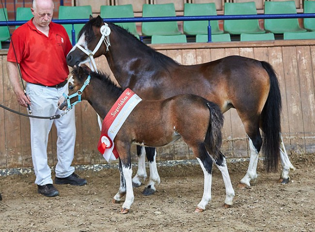 Moonrose Whisper- Siegerfohlen Welsh