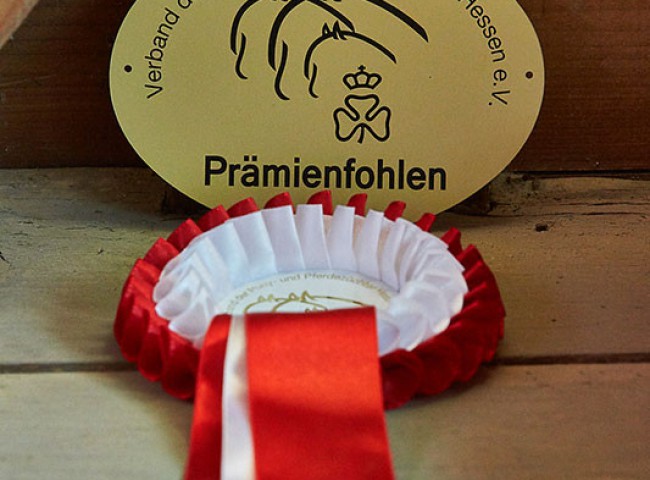 Prämienfohlen- begehrter Titel