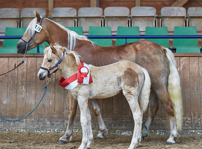 Wenke- Siegerfohlen Edelbluthaflinger