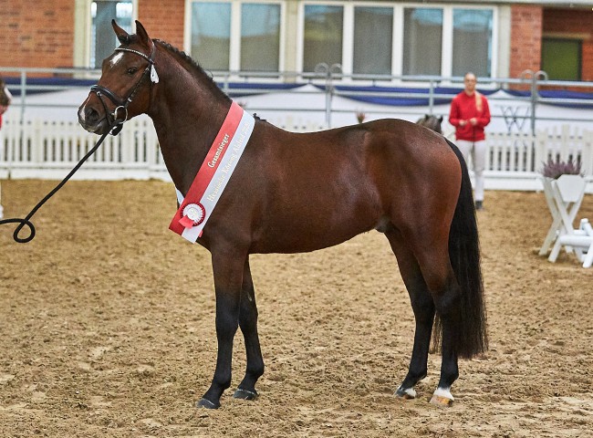Der New Forest-Hengst Everwood Koda wurde als Gesamtsieger der Hessischen Herbstkörung ausgezeichnet