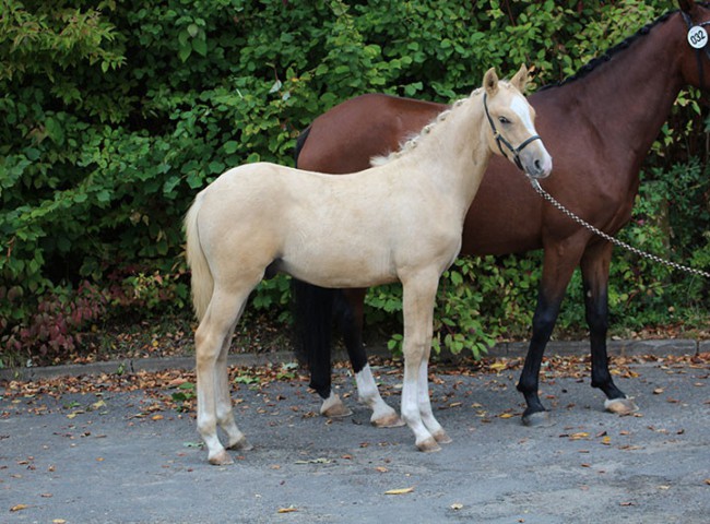 HLT-Don-Riko