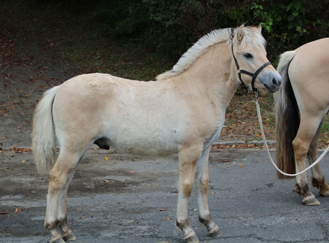 Kalle