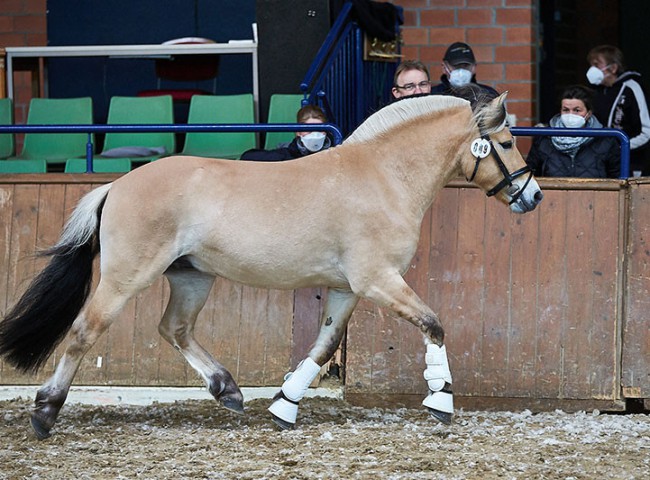 Fuego von der Amalienruh